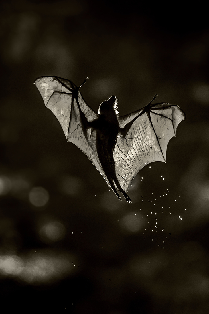 Flying Fox