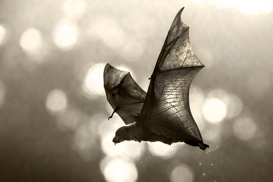 Flying Fox
