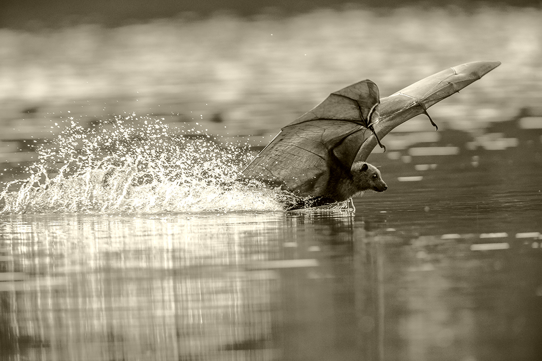 Flying Fox