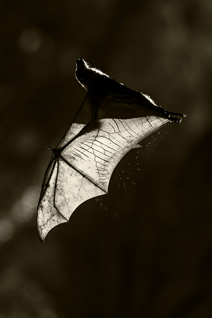 Flying Fox
