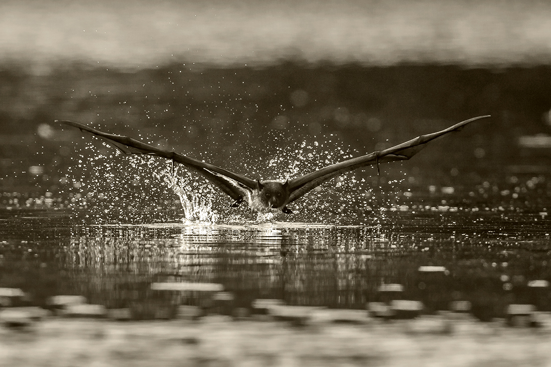 Flying Fox