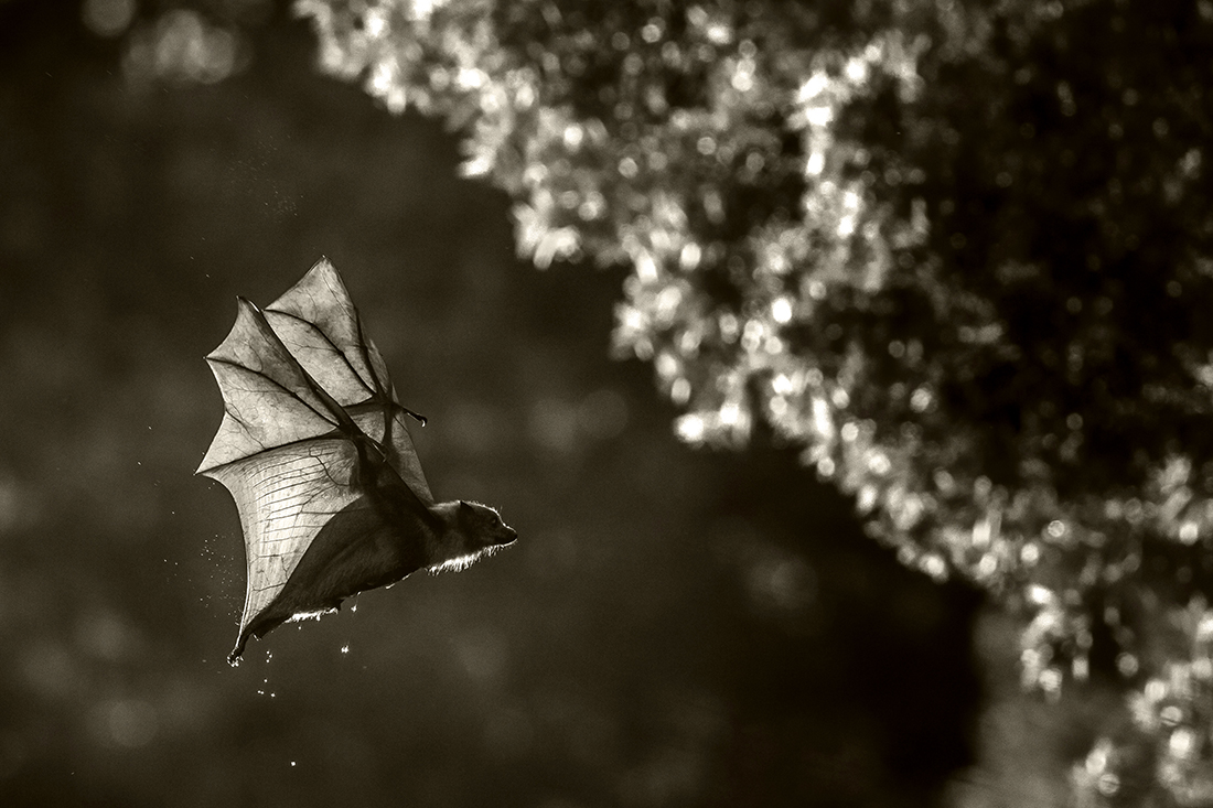 Flying Fox