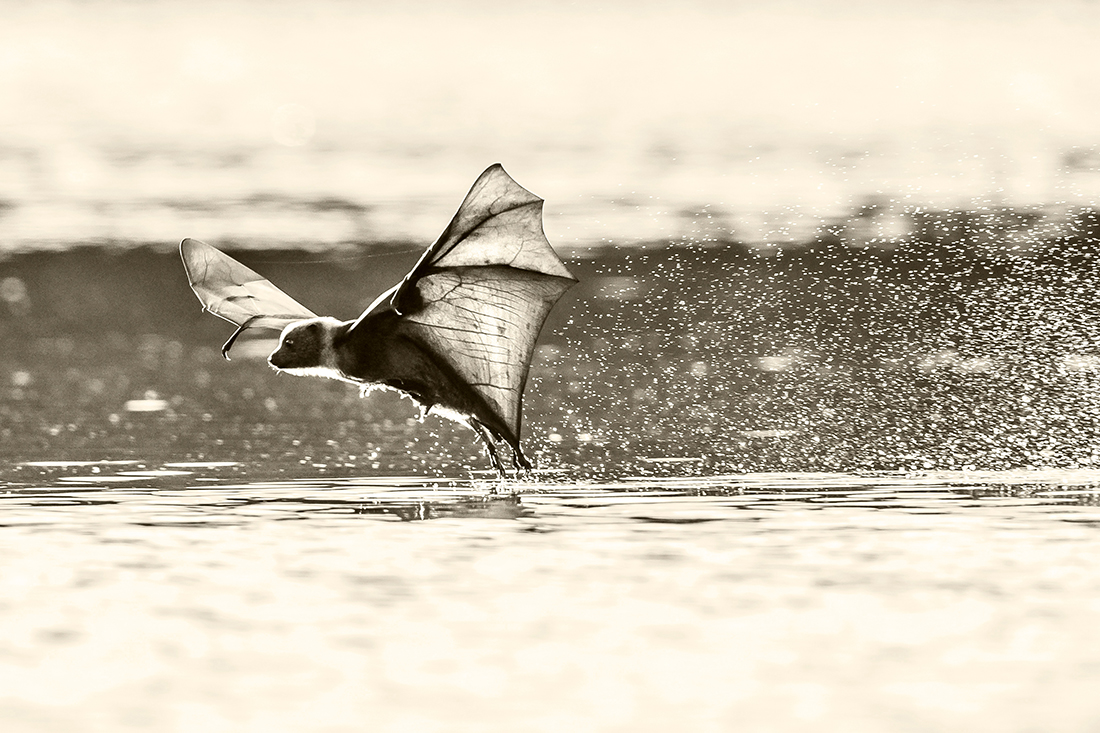 Flying Fox
