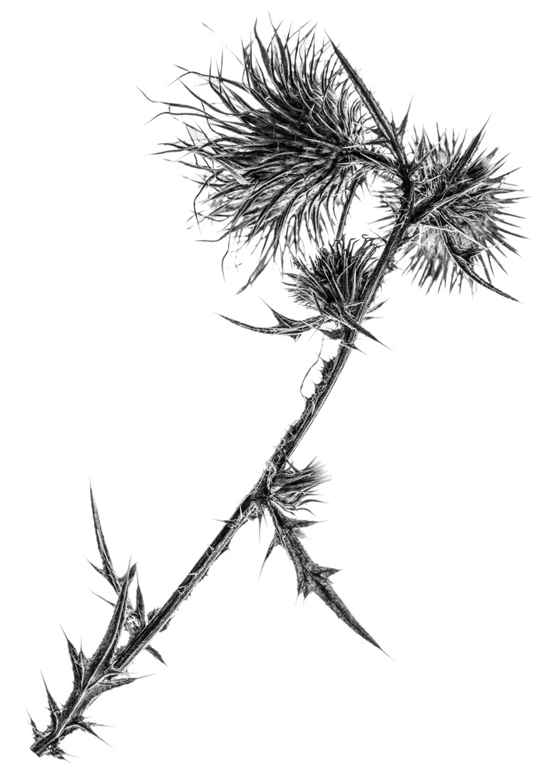 Morbid Beauty