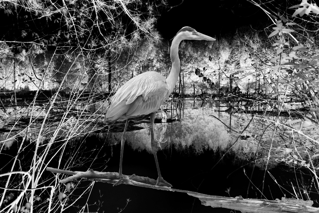 THE LAST HERON