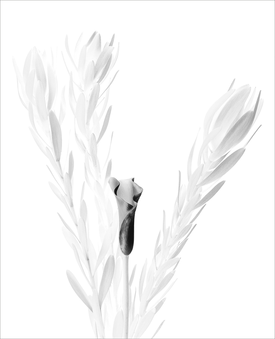 Botanics in White and Black