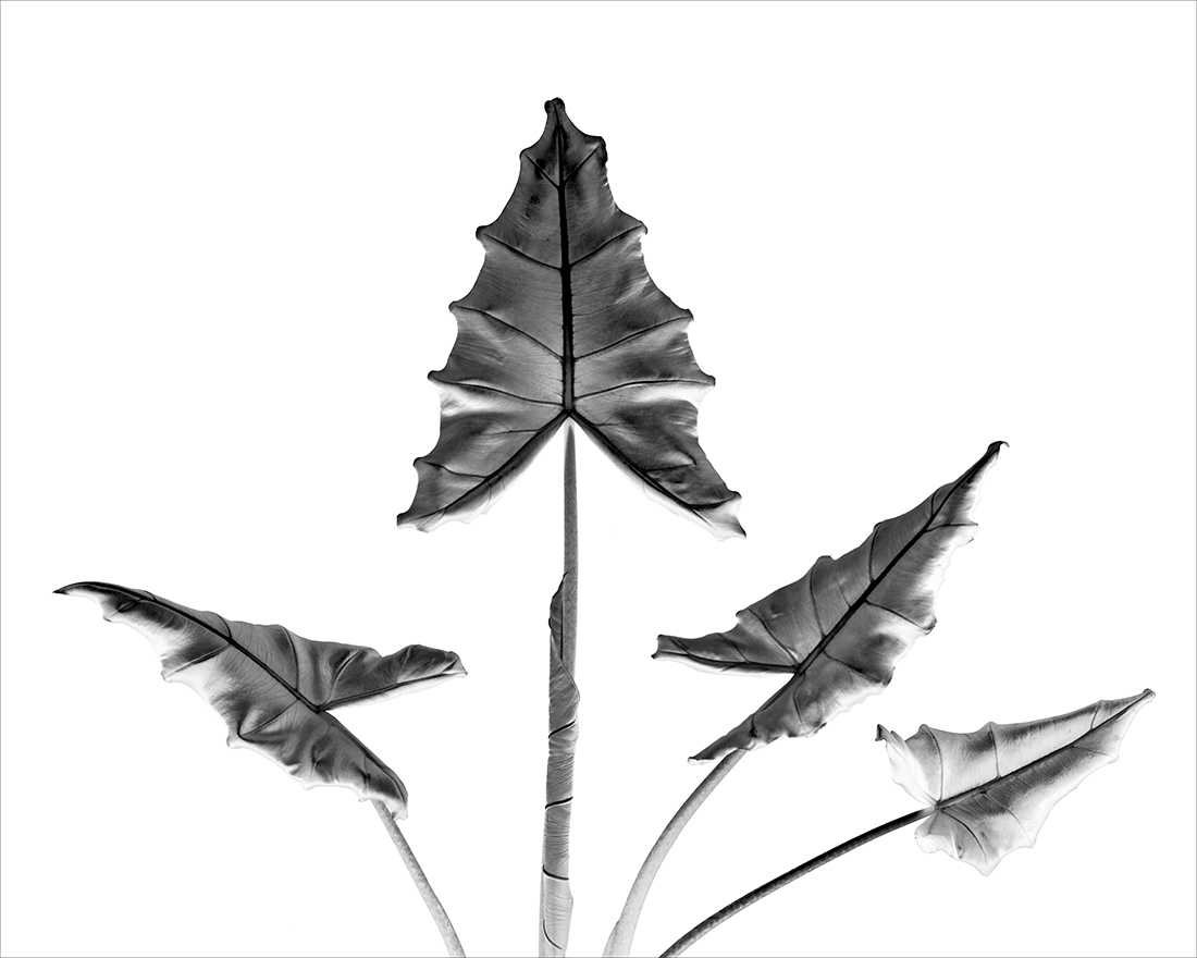 Botanics in White and Black