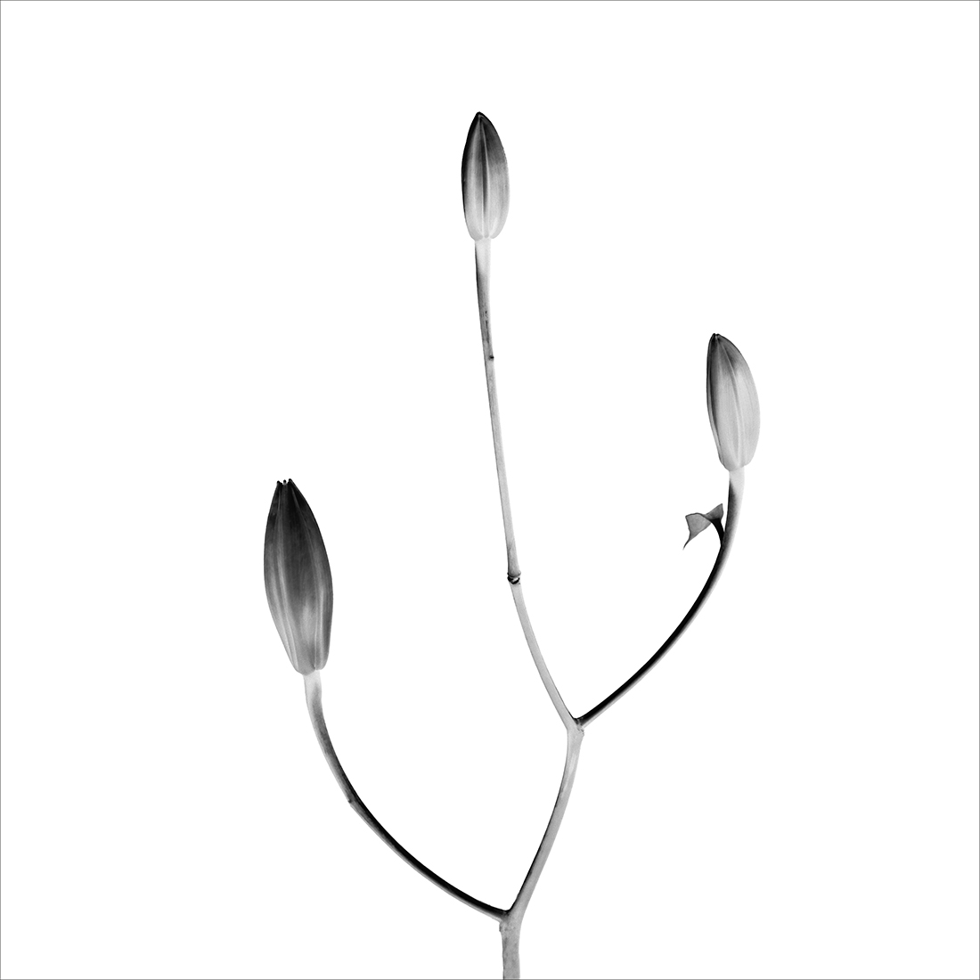 Botanics in White and Black