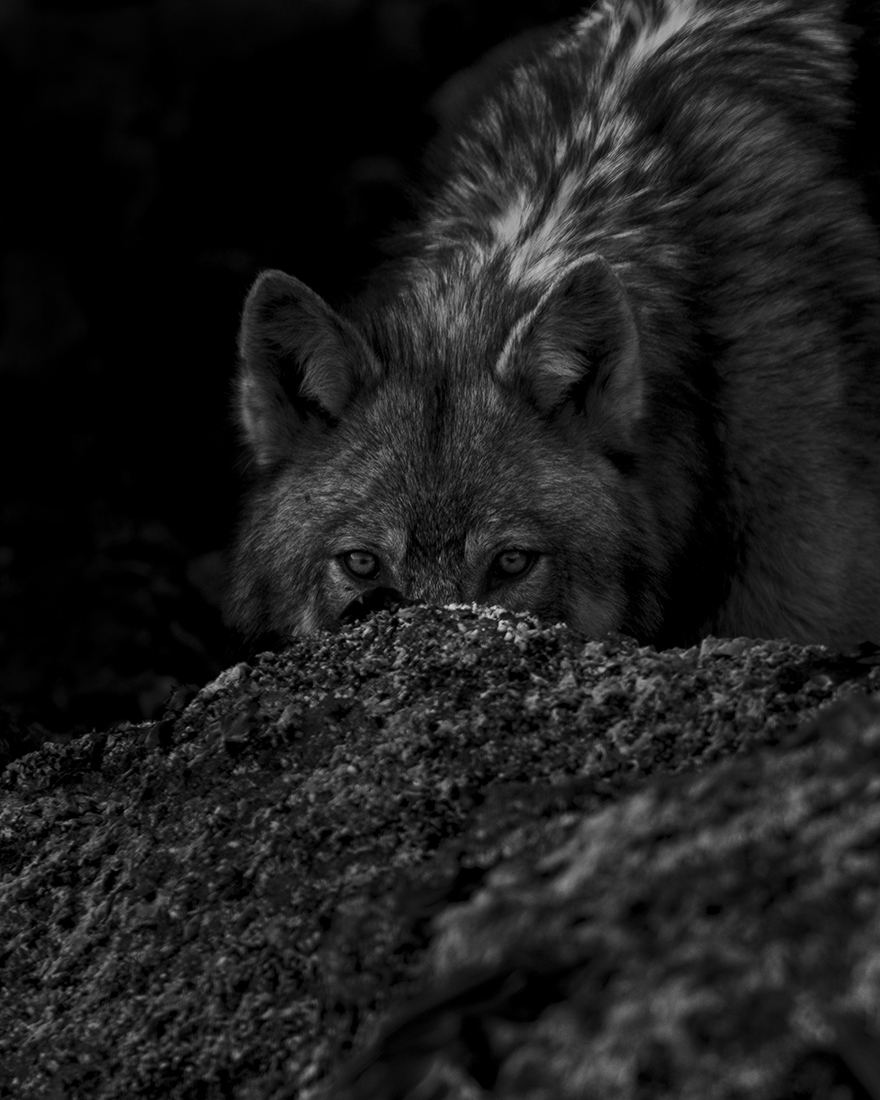 Brief Moments with Coastal Wolves