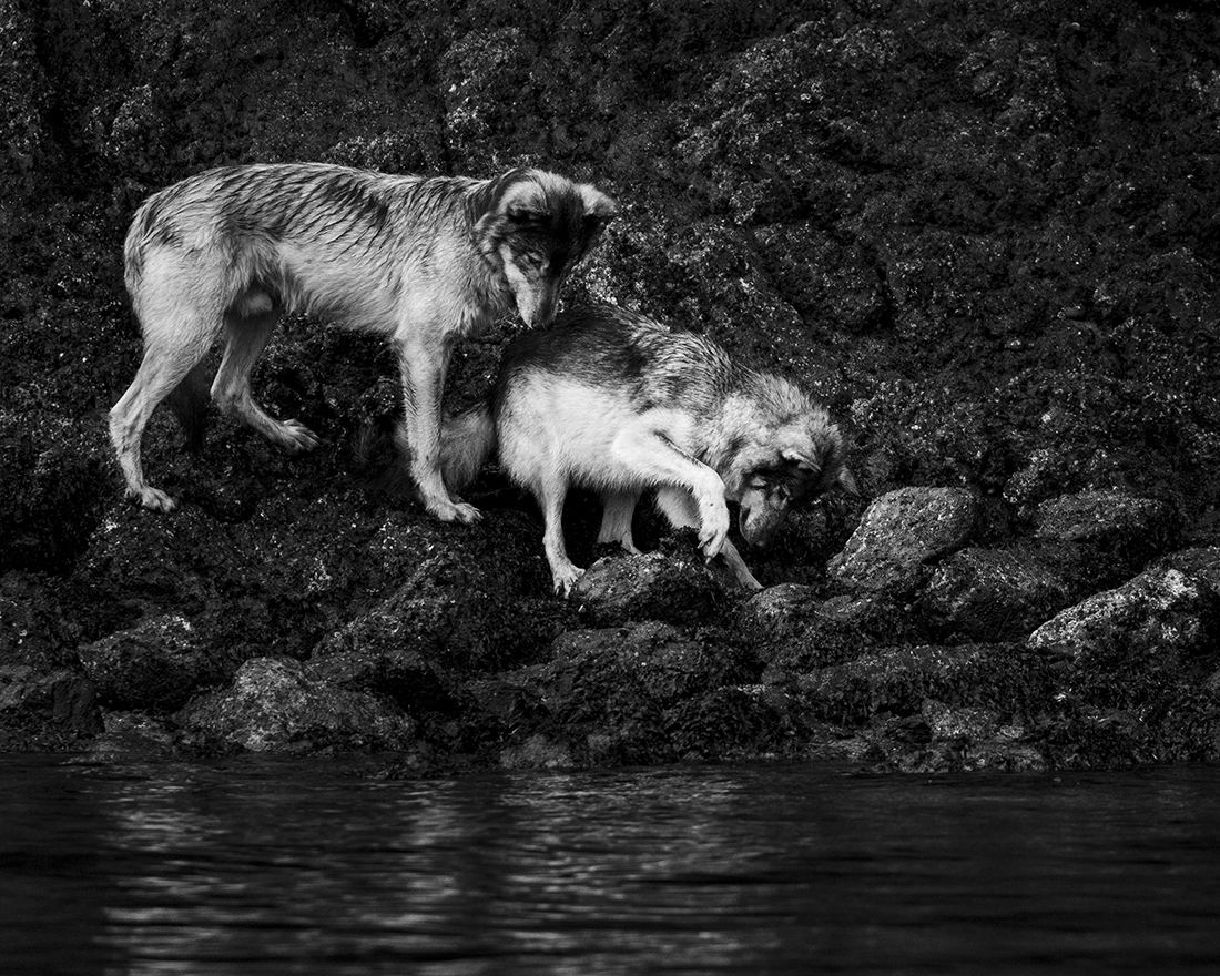 Brief Moments with Coastal Wolves