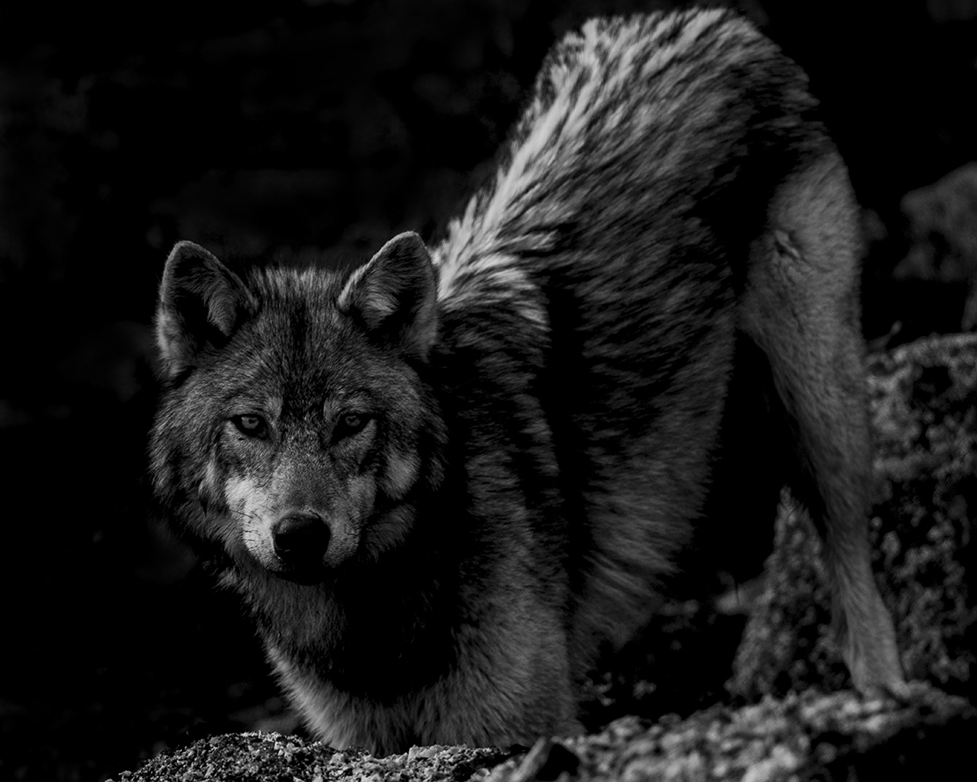 Brief Moments with Coastal Wolves