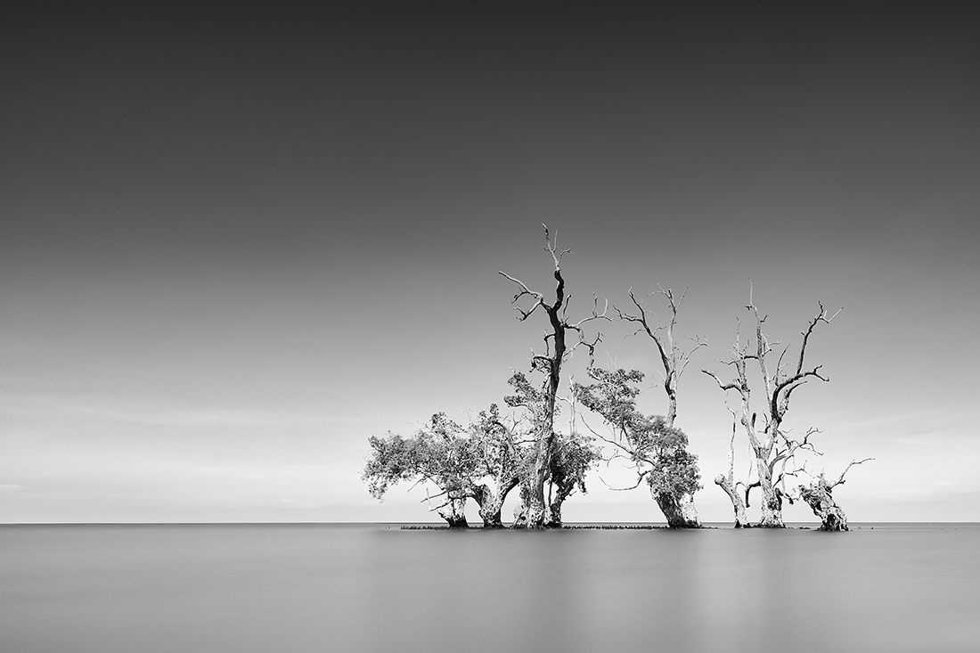Ternate Trees