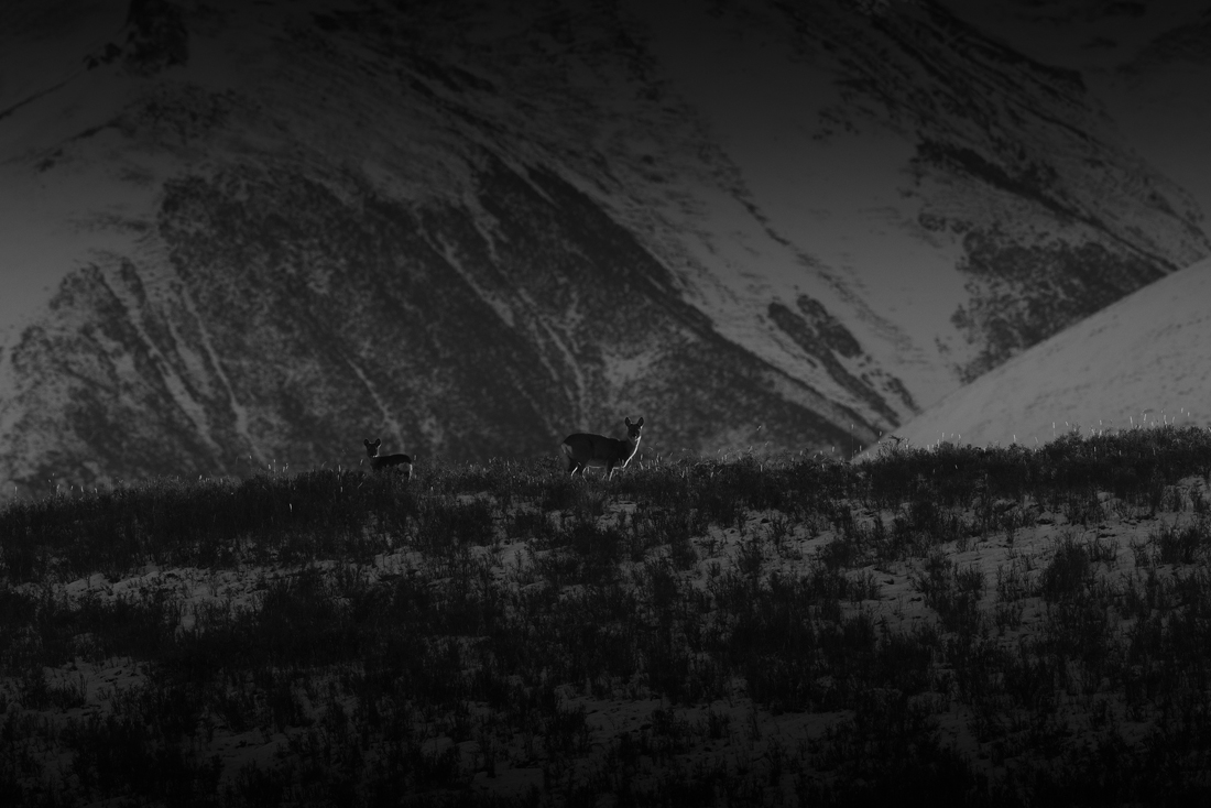 Elves in snow mountain