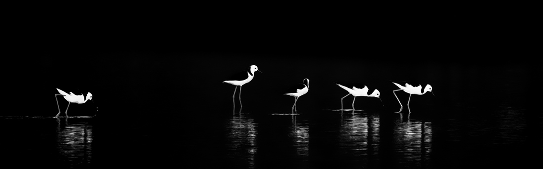 Birds along the River