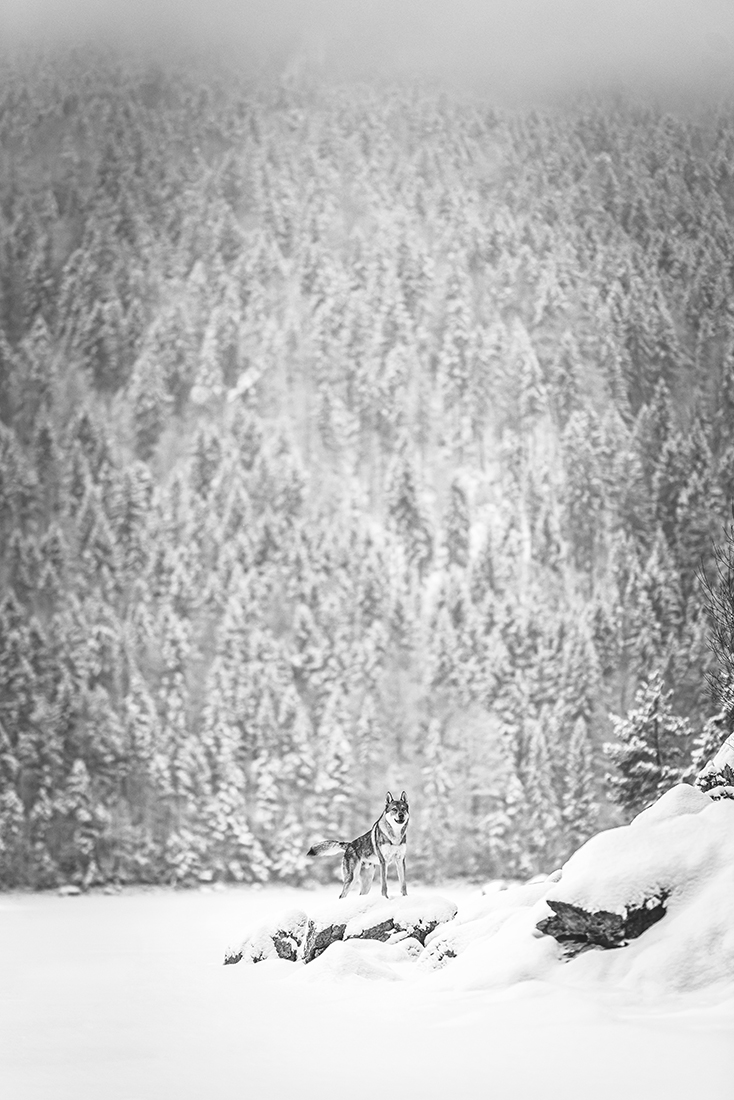 wild wolf