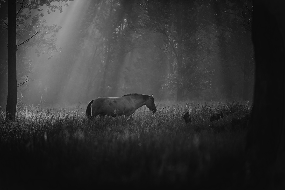 Wild guardians