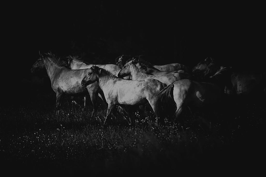 Wild guardians