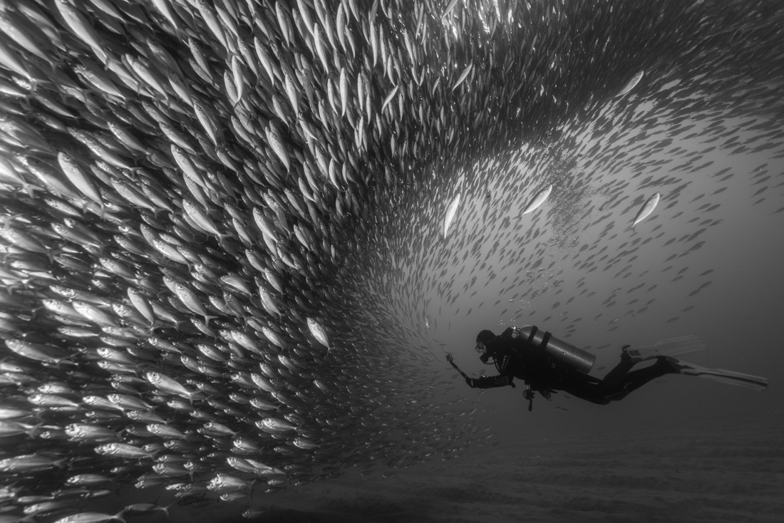 A school of mackerel and a sea lion