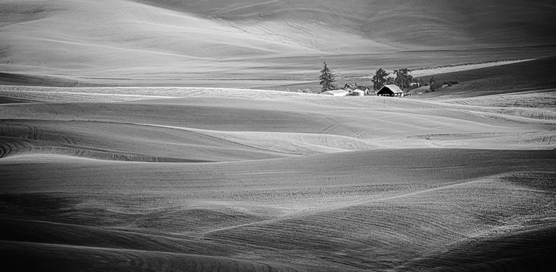 Wheat field