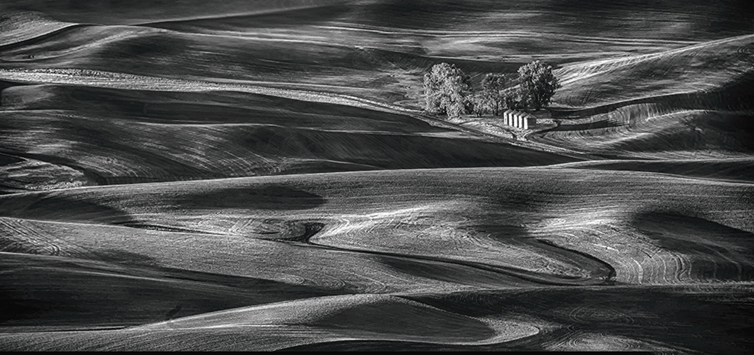 Wheat field