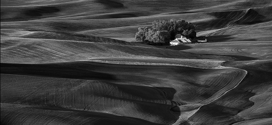 Wheat field