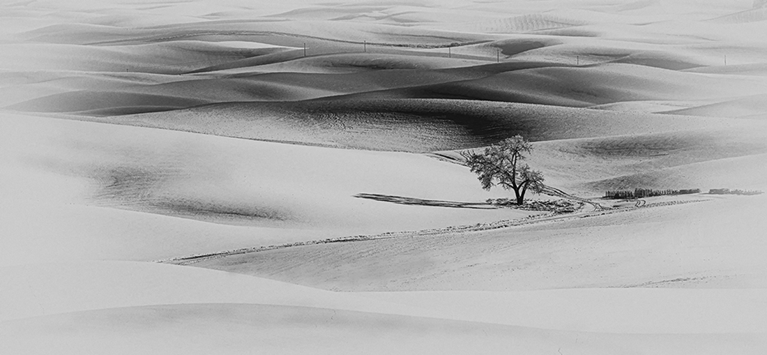 Wheat field