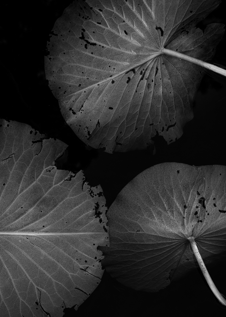 Aquatic plants