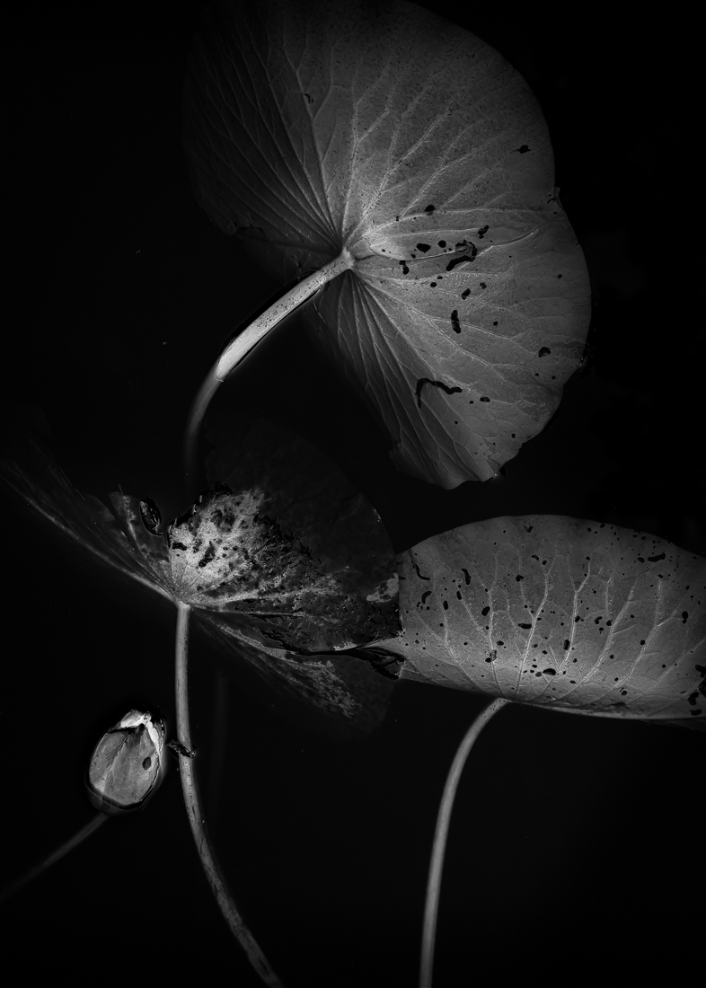 Aquatic plants