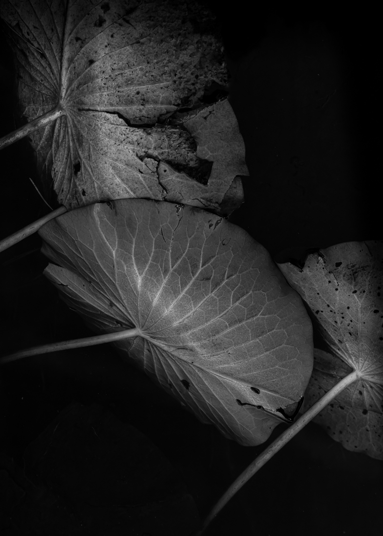 Aquatic plants