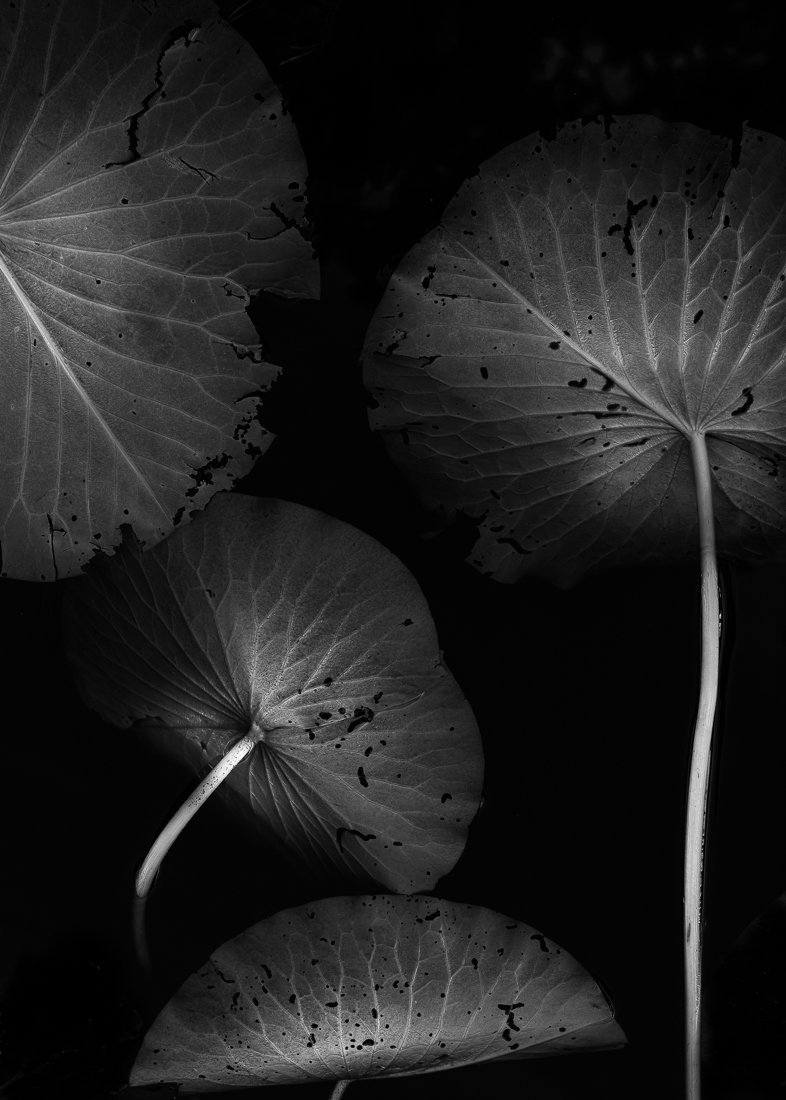 Aquatic plants