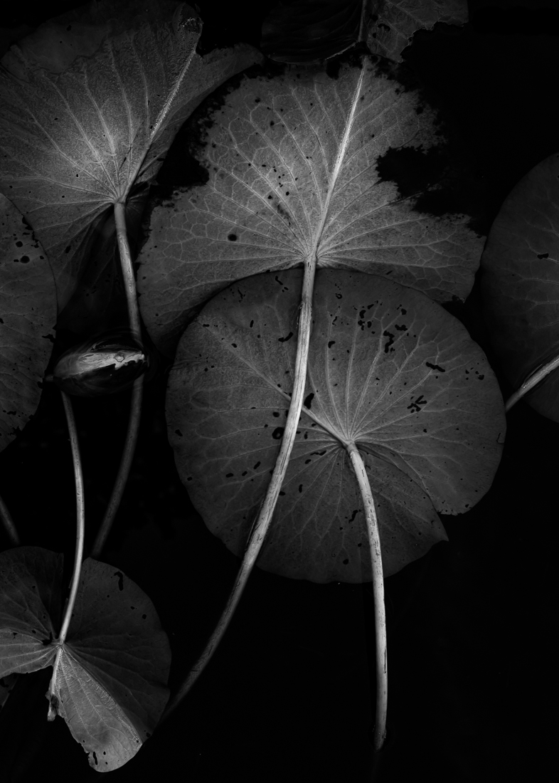 Aquatic plants