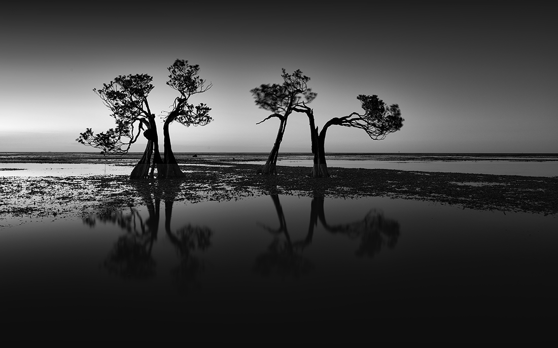 Dancing Trees - sunset till sunrise 