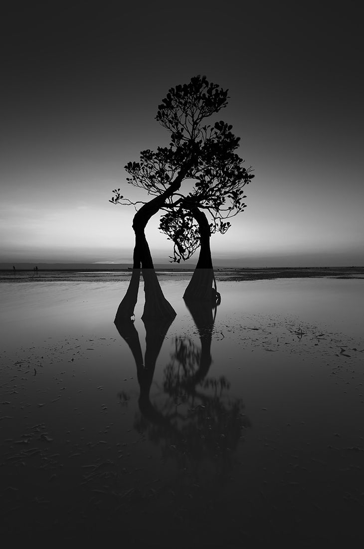 Dancing Trees - sunset till sunrise 