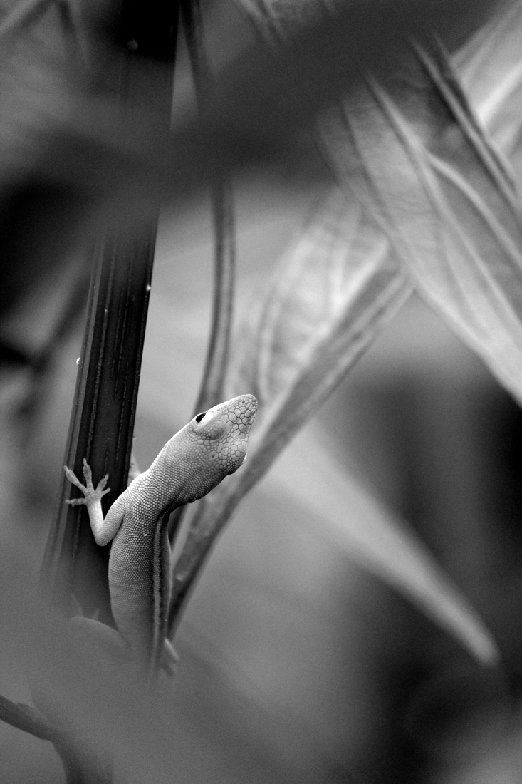 Attentive