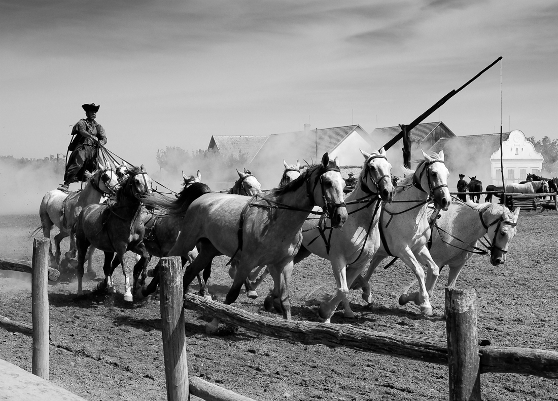 Magyar Equestrine
