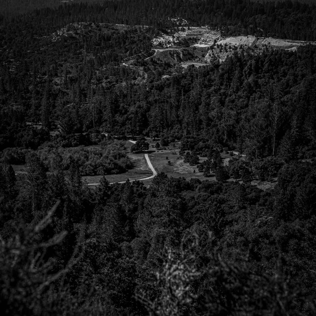 The Lonely Road in the Woods