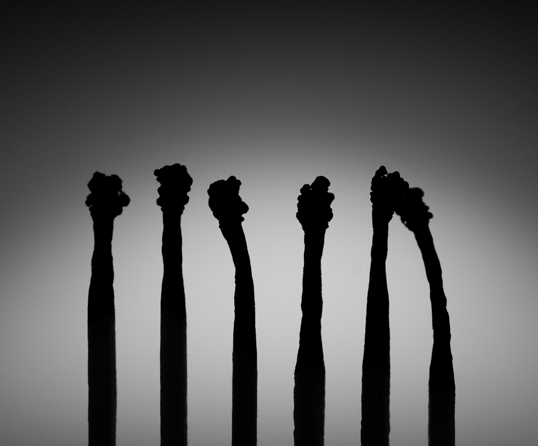 Survivors