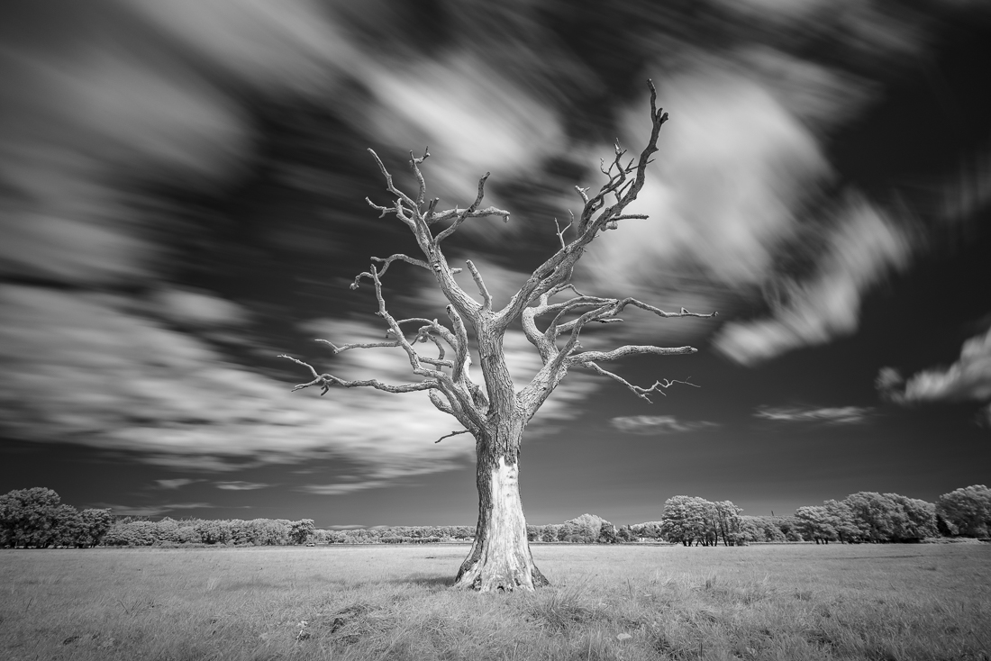 Dead tree