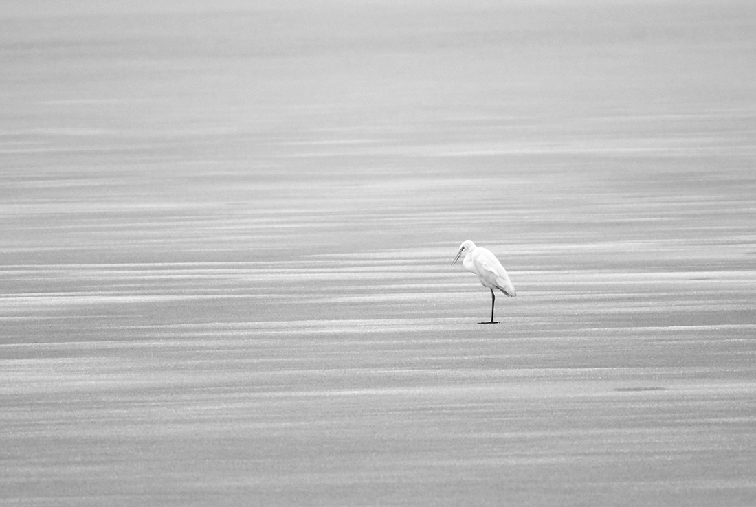 WHITE HERON