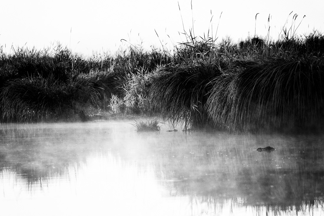 The swamp by morning
