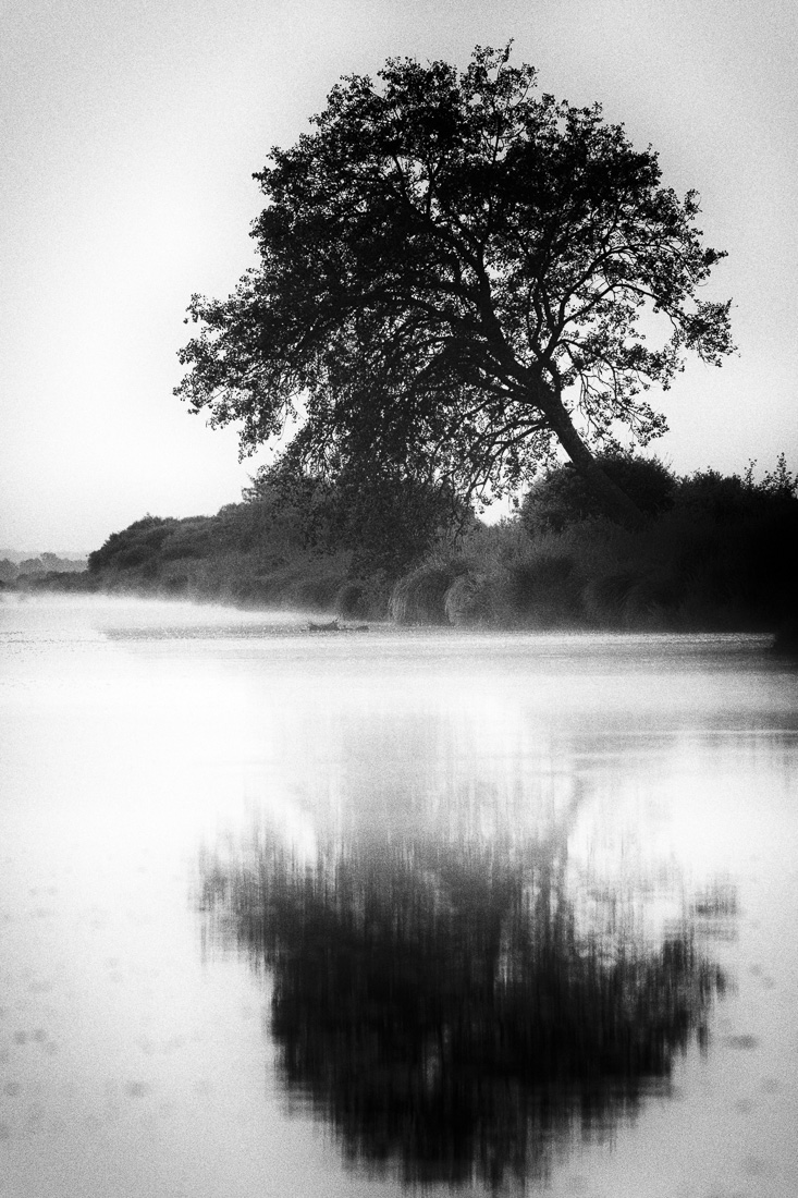 The swamp by morning