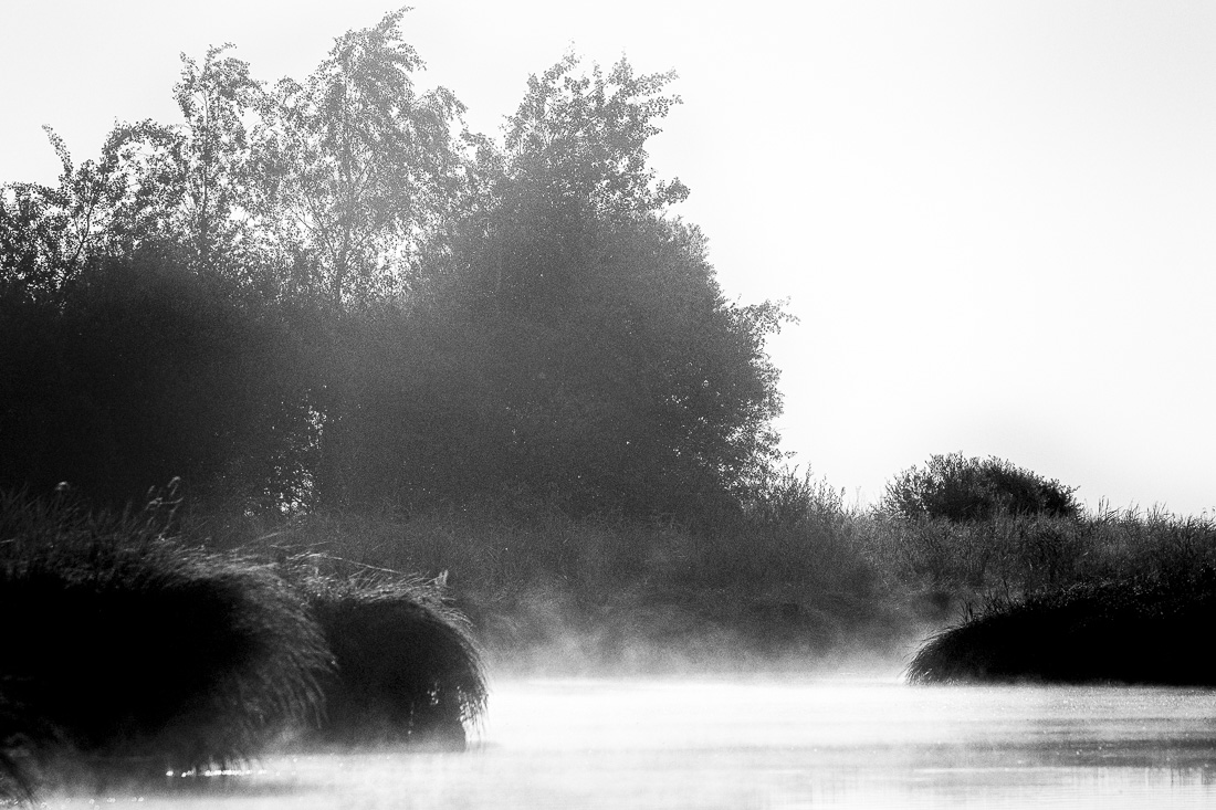 The swamp by morning