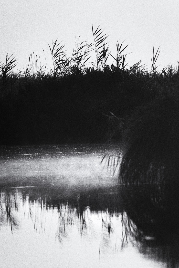 The swamp by morning