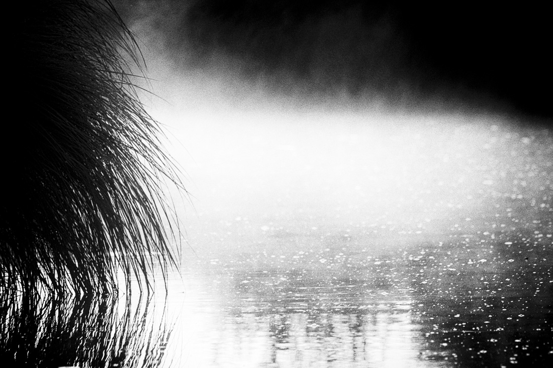 The swamp by morning