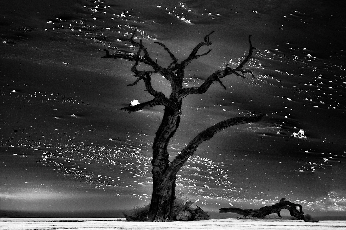 Songs of the desert  | Sossusvlei