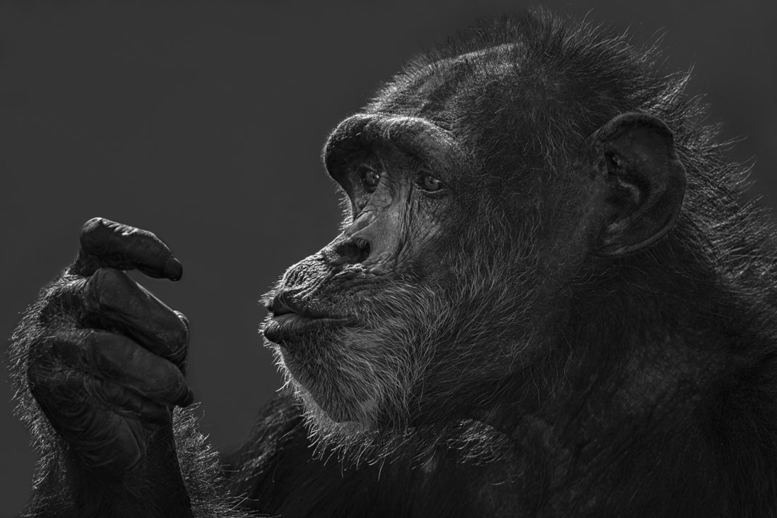 Almost Human