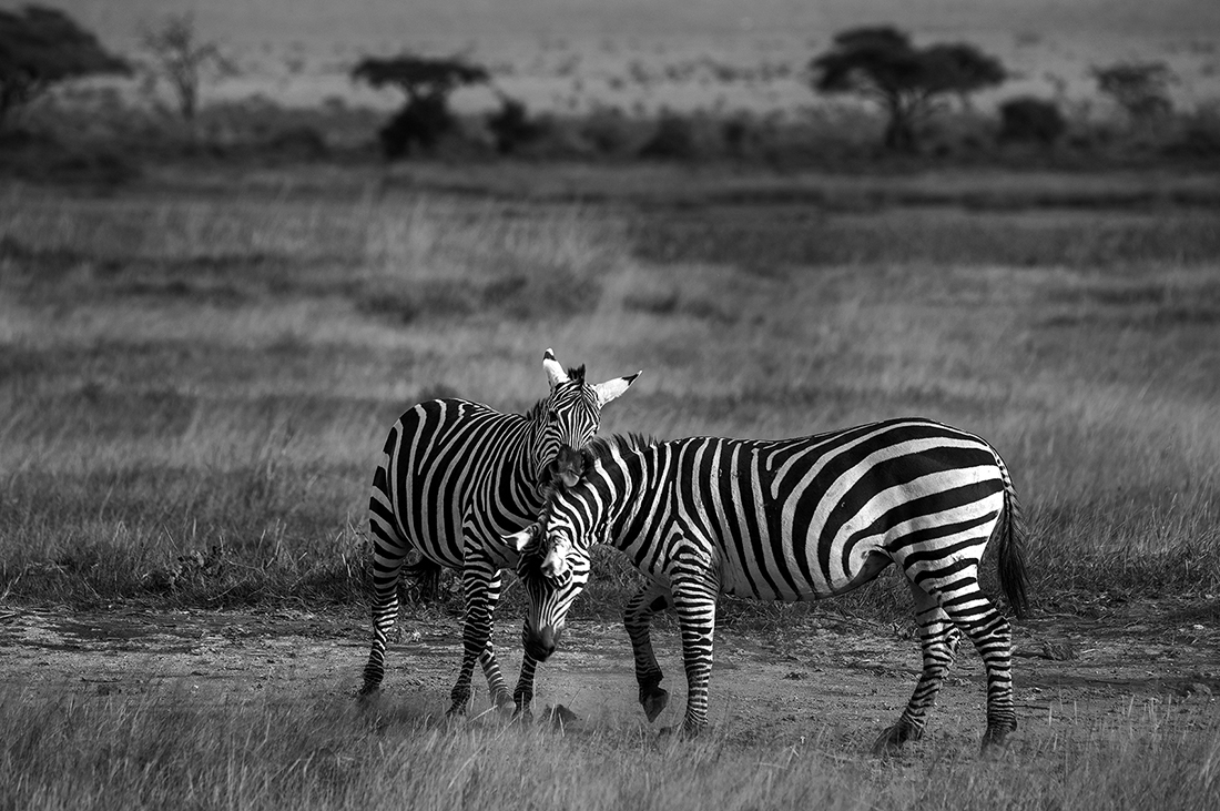Frolicking Zebras of Amboseli