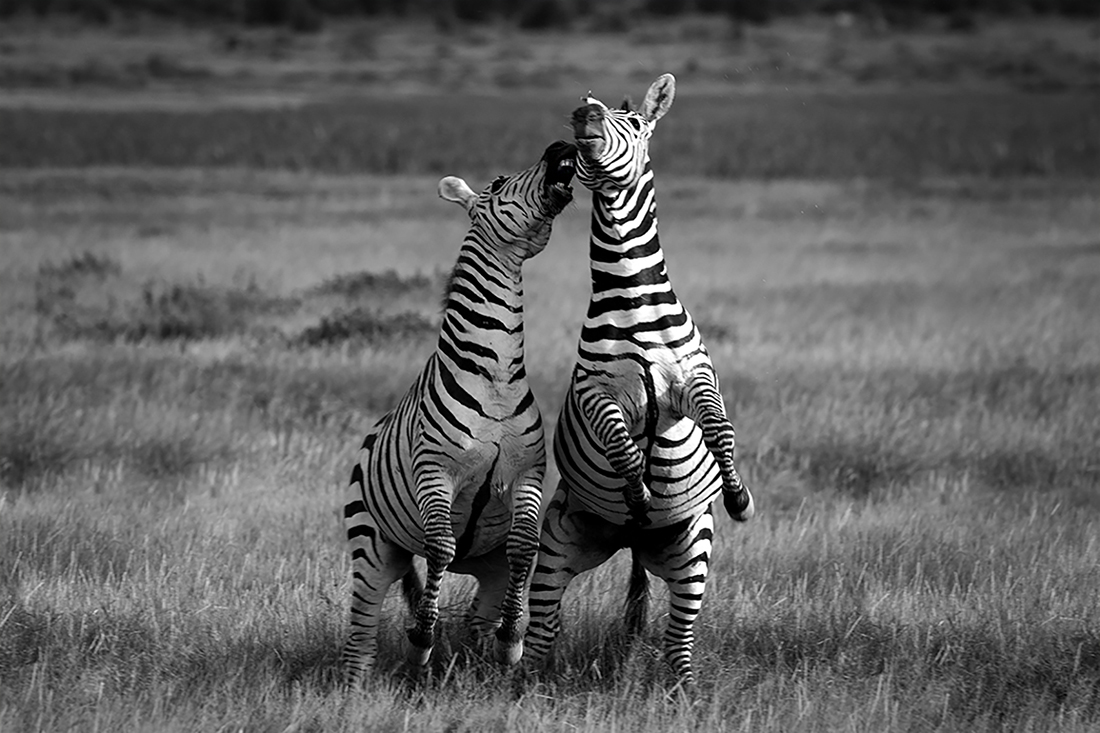 Frolicking Zebras of Amboseli