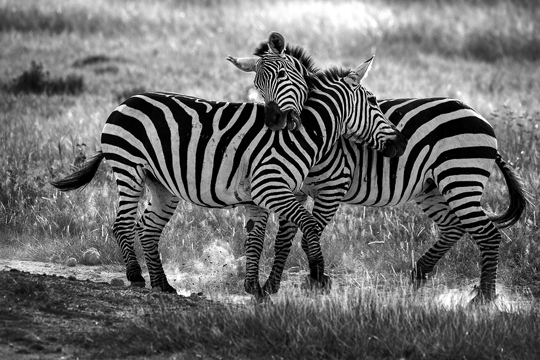 Frolicking Zebras of Amboseli
