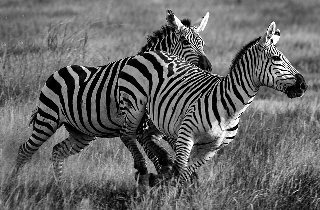 Frolicking Zebras of Amboseli